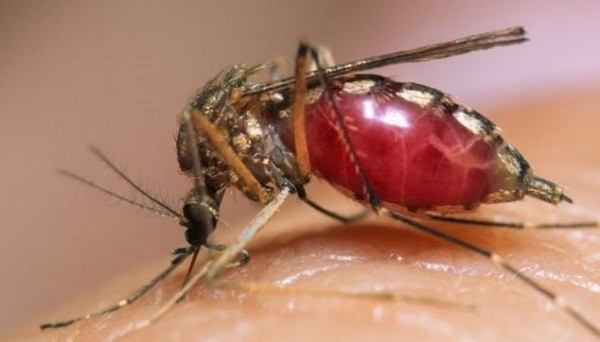 Sắp có vắc xin phòng dịch bệnh do virus Zika?